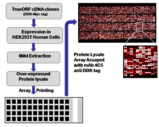 UltraMAB Antibody Specificity Service