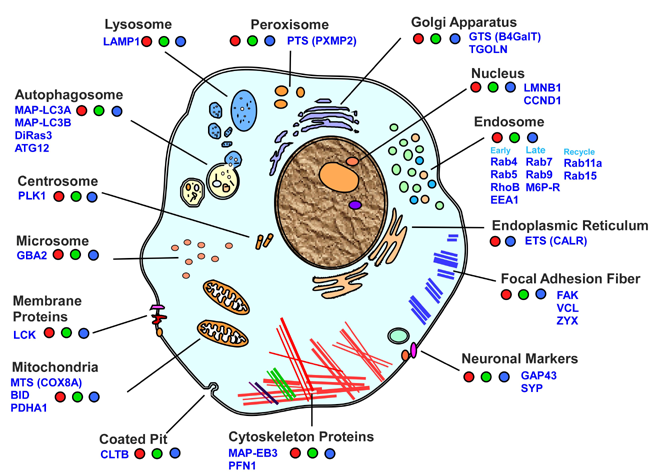 Organelle Image